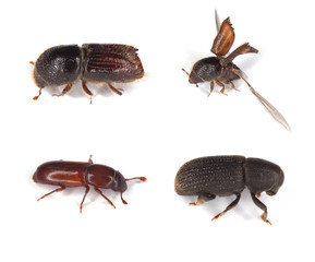 Different bark borers isolated on white. Major pests on woods.