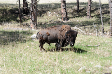 buffalo molting