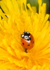 Fototapeta premium Ladybird sitting on dandelion.
