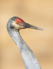 Big grey crane.