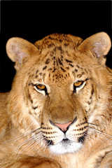 Portrait of the tiger