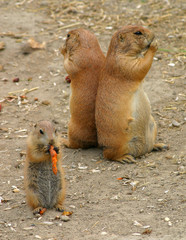 prairie dog3