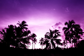 black palm on night beach