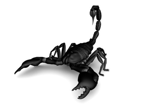 escorpion negro