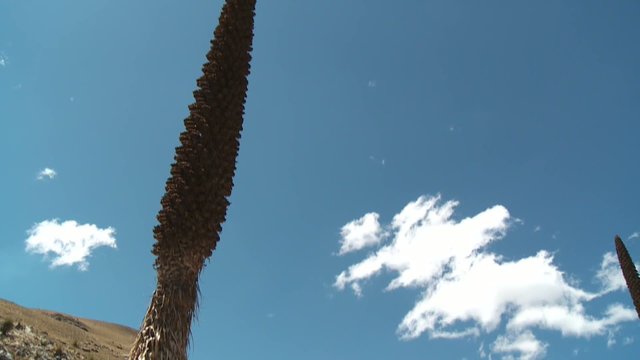 Puya Raimondi, Andenhochland
