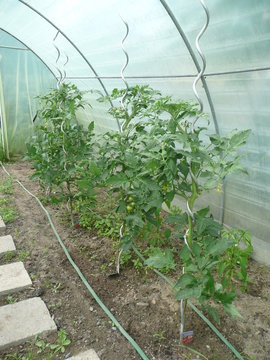 Tomatenstangen Images Browse 4 Stock Photos, Vectors, and Video