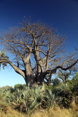 Baobab tree in the kalahari