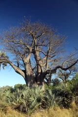 Fotobehang Baobab Baobabboom in de kalahari