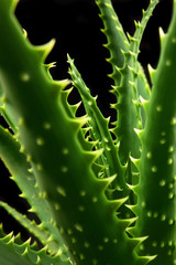 aloe vera