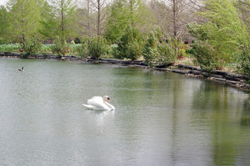 swan lake lone