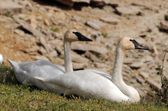 swans on land