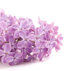 Fragrant lilac blossoms