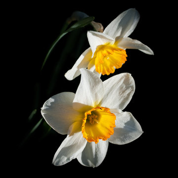 Fototapeta Narcissus close-up flower for big poster.