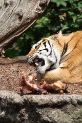 Amurtiger 159