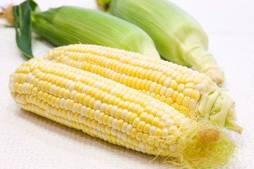 Freshly harvested yellow corn in close up view