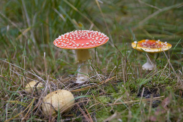 Mushrooms in the forest