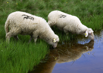 Sheep on the Bistra mountain from Macedonia