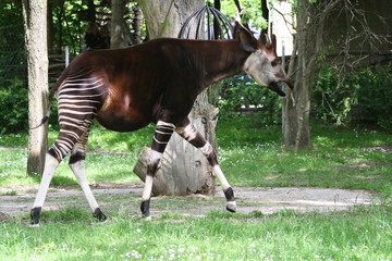 Okapi