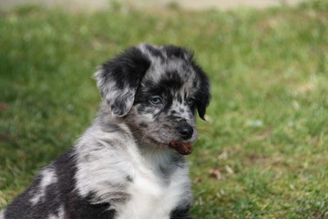 Fototapeta premium Aussie-Welpe