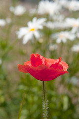 poppies