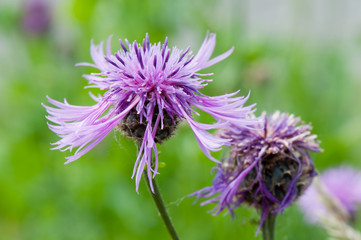 Purple thistle