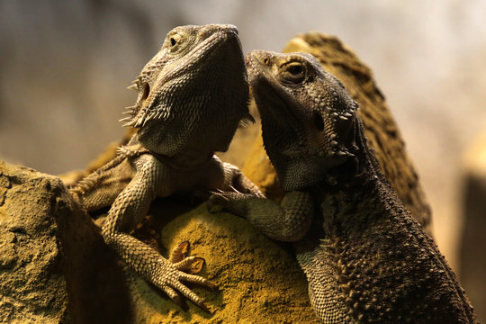 Bartagame