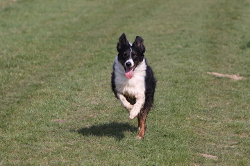 Border Collie