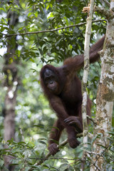 Wild orangutan, Borneo, Malaysia