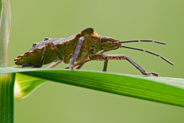Rotbeinige Baumwanze Pentatoma rufipes