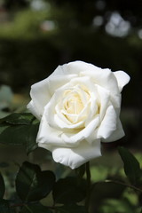 LA BIANCA ROSA