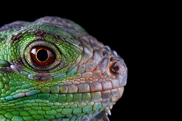 Naklejka premium green iguana