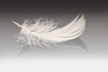 white feather on grey