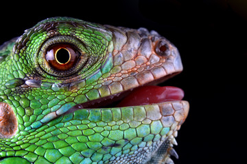 Naklejka premium green iguana