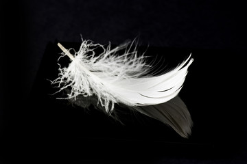 white feather close up