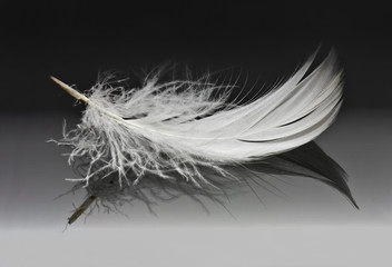white feather