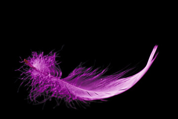 Obraz premium pink feather