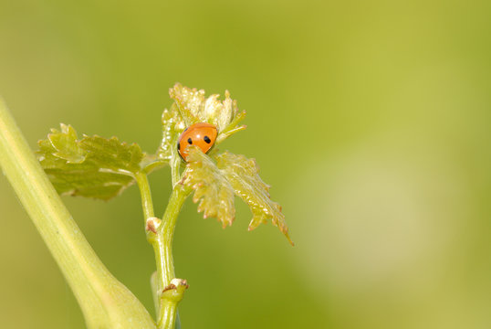 coccinelle sur une jeune pousse