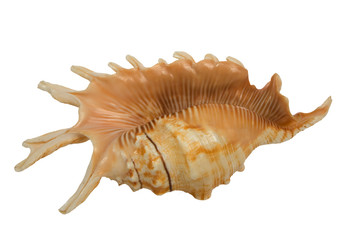 Obraz premium seashell isolated on white background