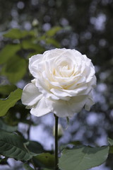 LA ROSA BIANCA