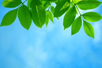 Green leaves and sky.