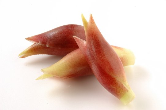 みょうが