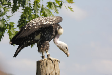 Gänsegeier