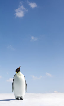 Looking up