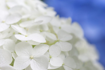 白い紫陽花