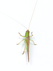 Insect