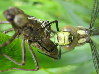 Libelle