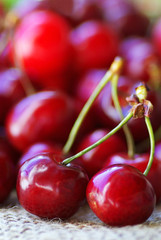 Mature cherries.