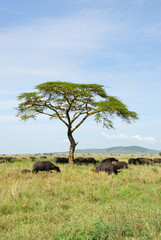 Fototapeta premium Buffalos in Serengeti