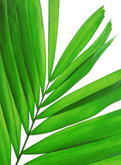 fresh palm leaf isolated
