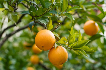 Orange-tree with Fresh Oranges